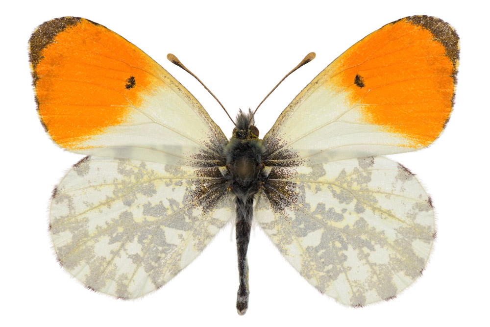 Familie der Weißlinge,  Fundort Primstal, Flügelspannweite 38 Millimeter